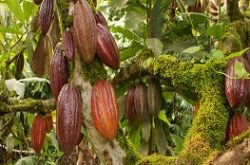 cacao-Red-Madre-Cacao-