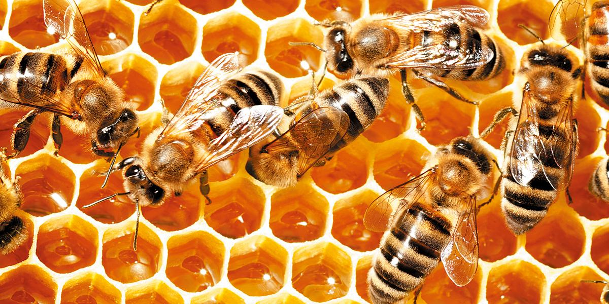 Colmenas de abejas