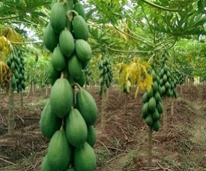 IMG-20211104-WA0093 IMG-20211104-WA0093